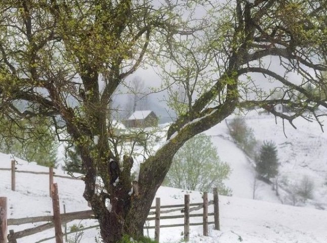 Посеред травня на Закарпатті випав сніг
