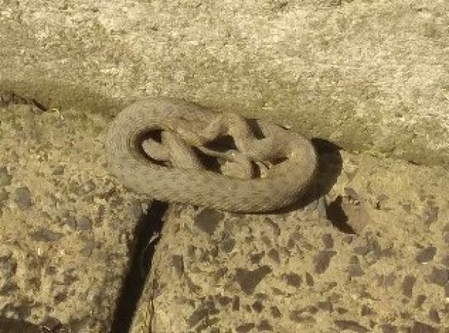 Жінка виявила біля власного будинку змію