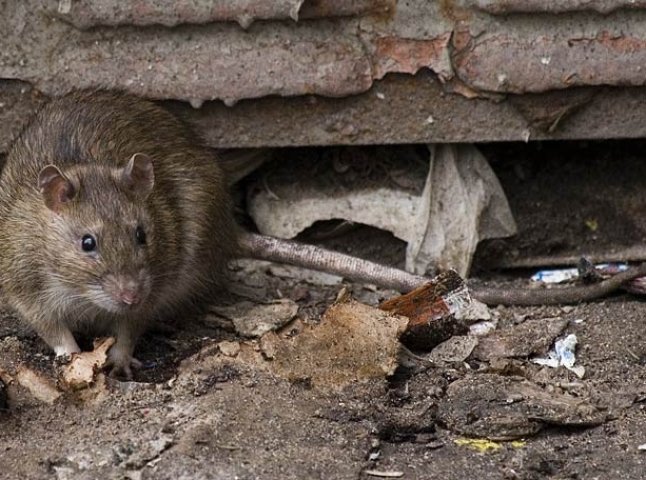 В Ужгороді поруч із дитячим майданчиком бігають пацюки