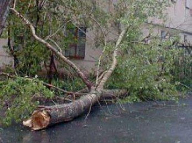 В Ужгороді на автомобіль впало дерево