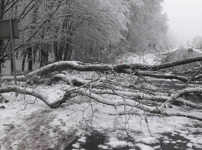 Негода на Закарпатті повалила кілька дерев