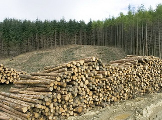 У ході обшуків на лісопереробних підприємствах Тячівщини вилучено сумнівні документи на відпуск понад 300 куб.м деревини