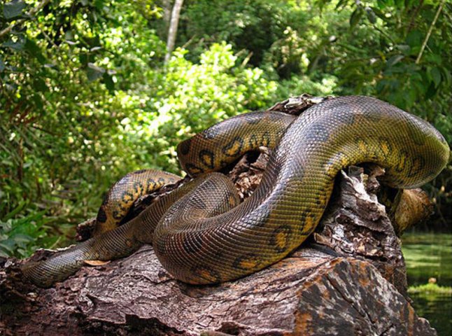 На Закарпатті убили змію завдовжки 4 метри