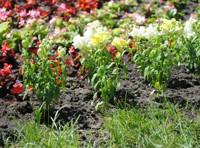 Центральну площу Мукачева прикрашають квітами (ФОТО)