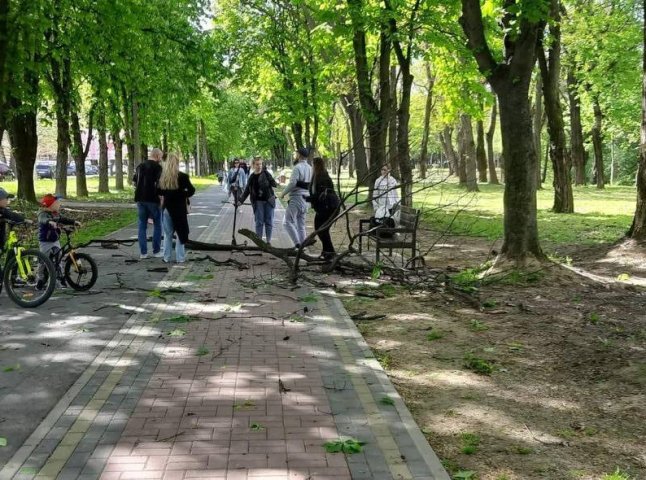 В Ужгороді гілка з дерева впала на людей: подробиці інциденту