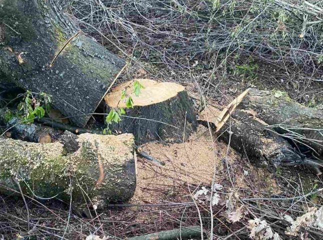 В Ужгороді фірма незаконно зрубала 350 дерев
