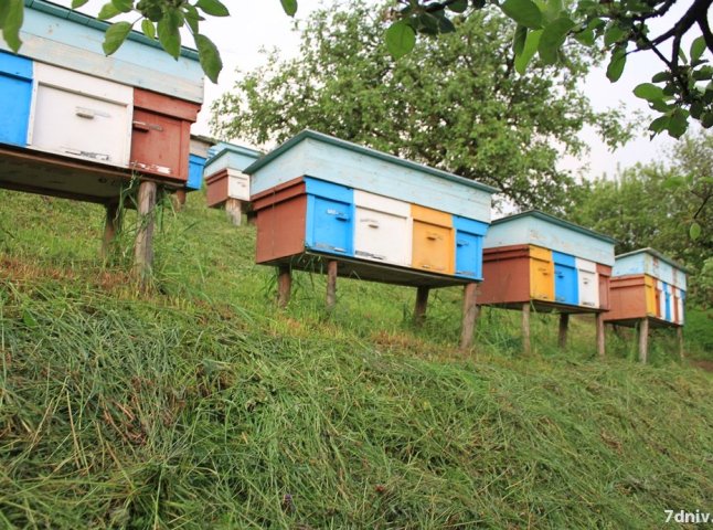 У серпні на Міжгірщині відбудеться фестиваль бджолярів