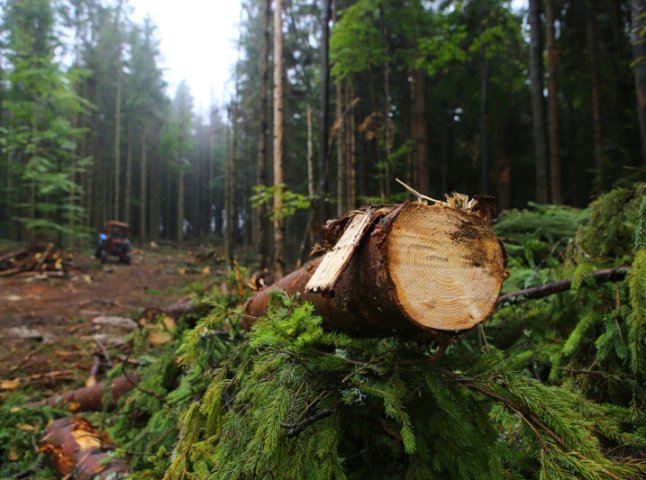 На Воловеччині прокуратура виявила незаконні рубки лісу на майже 1,4 мільйони гривень