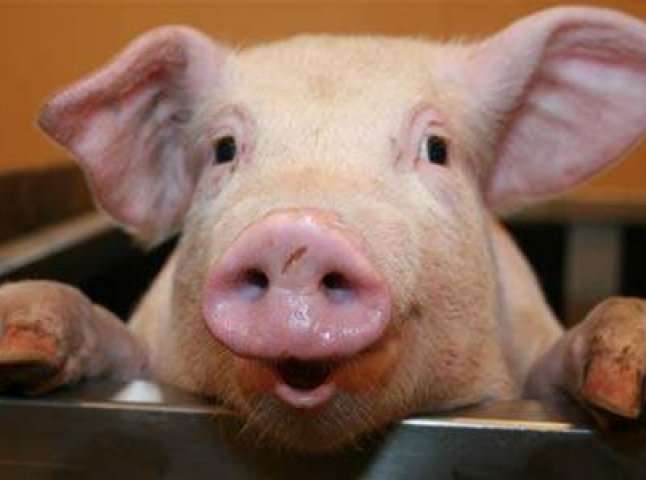 Чому Білорусь заборонила імпорт свинини із Закарпаття