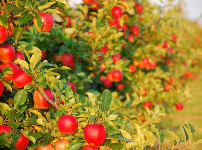 Закарпаття нагодує всю Україну елітними європейськими сортами яблук (ВІДЕО)