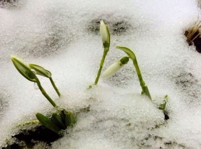 В Ужгороді з-під снігу вже пробиваються перші підсніжники
