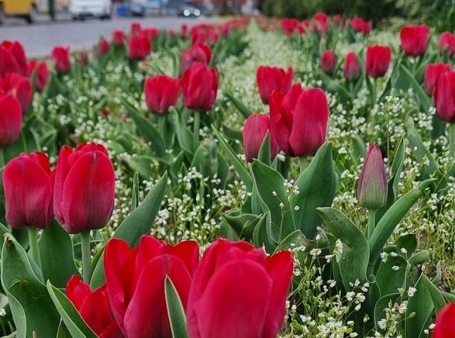 Алея тюльпанів пам’яті Романа Жука почала квітнути в Мукачеві