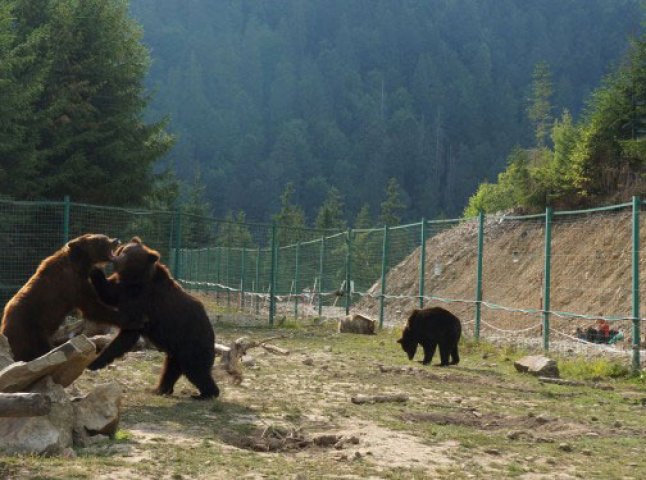 У реабілітаційному центрі НПП "Синевир" помер ведмідь