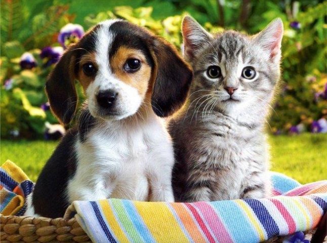 У Мукачеві написали правила для собак та котів