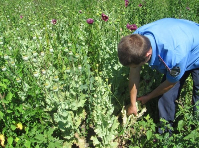 Жителька села Пасіка виростила на присадибній ділянці більше двох сотень стебел маку. Поліція вбачає кримінал