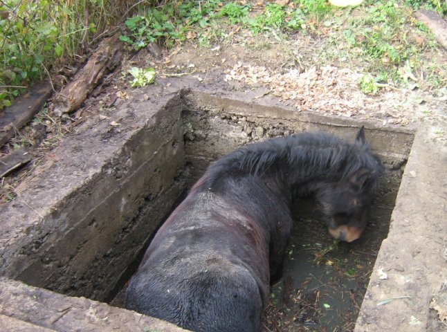 На Великоберезнянщині МНСники витягали коня із каналізаційної ями