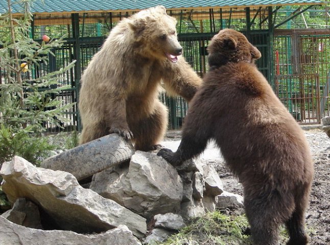 Життя ведмедів у реабілітаційному центрі на Міжгірщині (ВІДЕО)