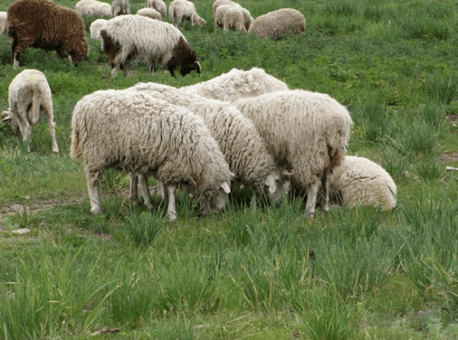 Закарпатське вівчарство: традиції гірського ремесла (ВІДЕО)