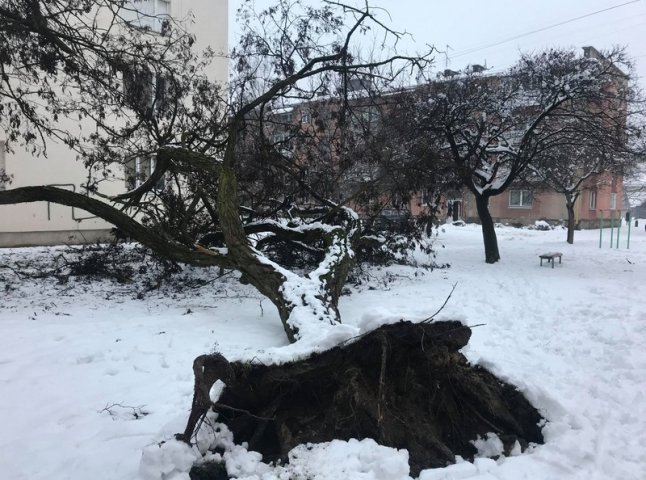 У Мукачеві величезне дерево впало на дитячий майданчик