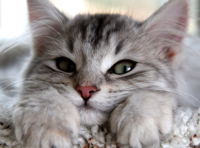 В Ужгороді обирали найкрасивішого кота Закарпаття