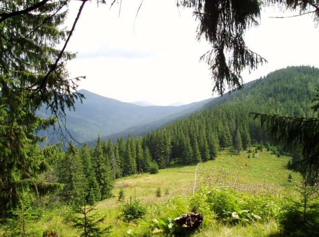 Оноківська сільська рада незаконно виділила 0,36 гектарів лісу