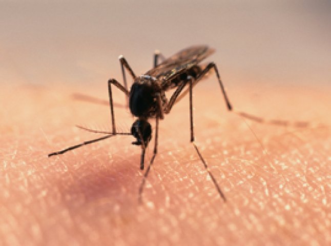 Основні способи боротьби з комарами