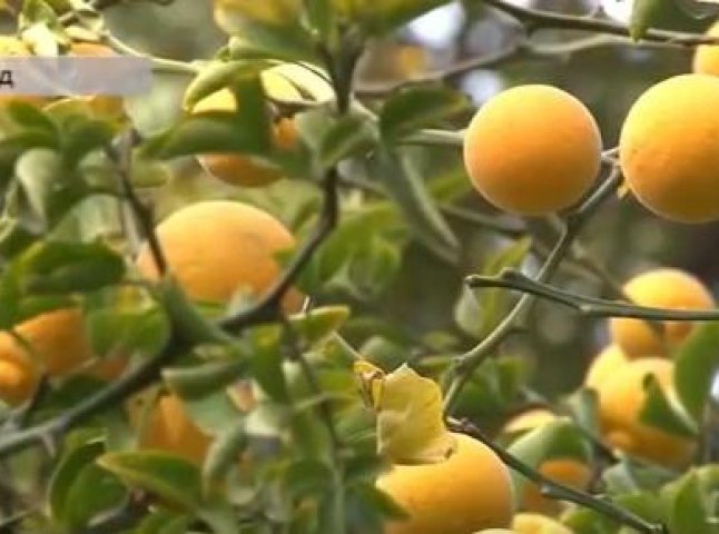 На деревах у центрі Ужгорода достигли екзотичні "лимони"