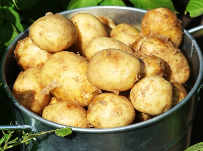 Молода картопля подорожчала: яка тепер ціна за 1 кг