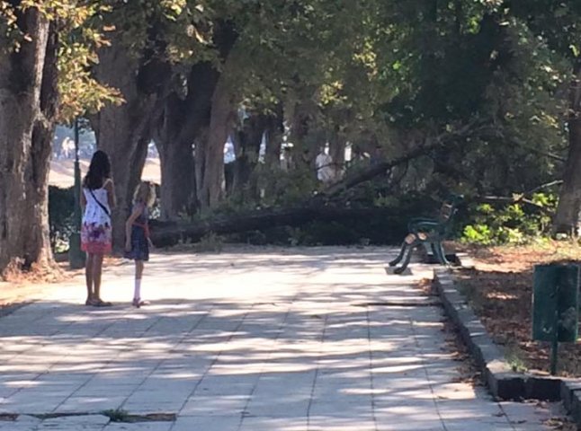 На набережній в Ужгороді впала дерев’яна гілка