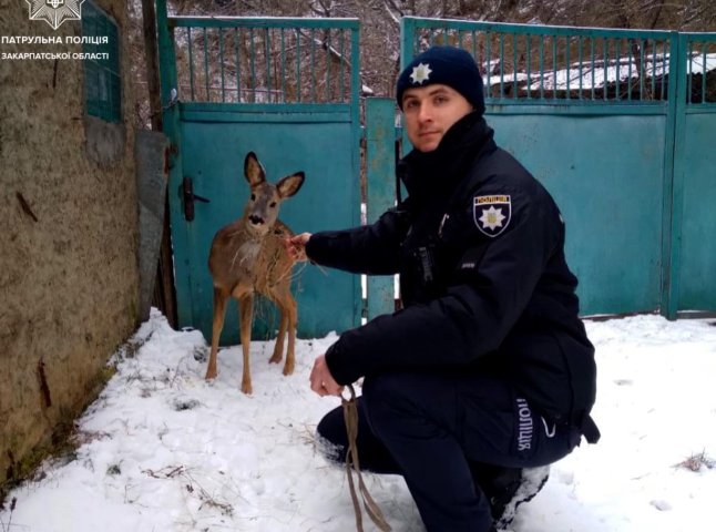 Налякана косуля забігла у двір до жінки