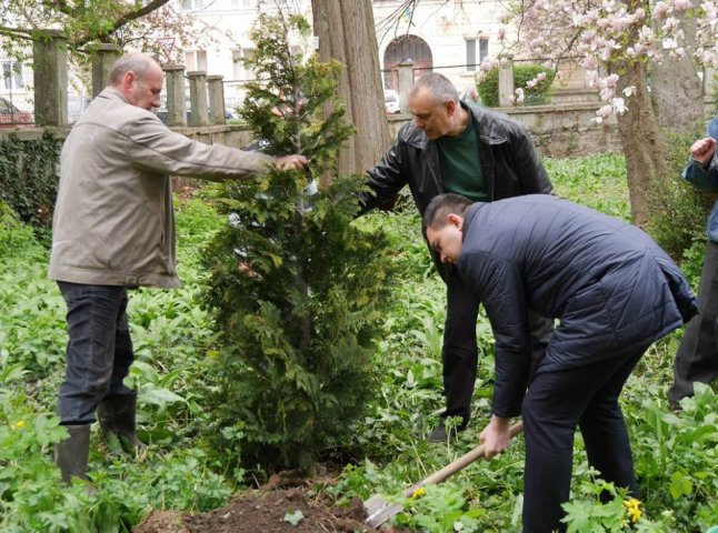 В Ужгороді чиновники посадили два екзотичні дерева
