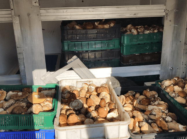 В одному з міст області за день скуповують сотні кілограм грибів