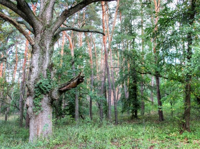 Краса лісів Закарпаття буде представлена серед фоторобіт екологічного онлайн фотоконкурсу "Ліси України"