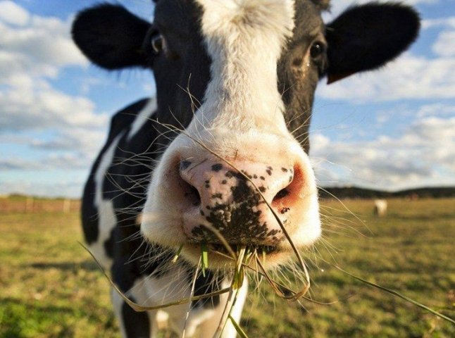 Сказ у селі на Мукачівщині: худобі провели профілактичні щеплення