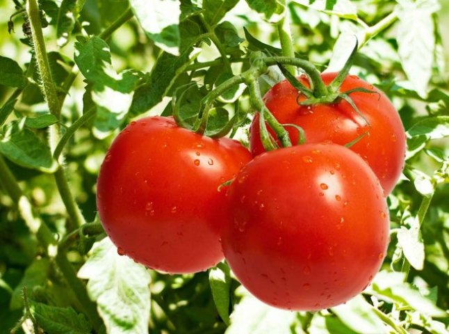 Томатна столиця Закарпаття: як люди заробляють на помідорах