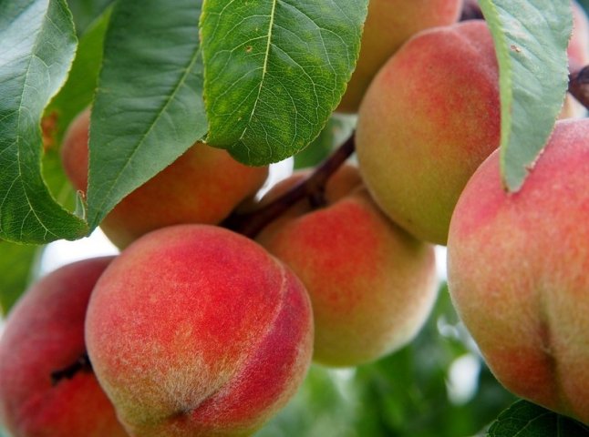 Заморозки знищили урожай ранніх абрикосів і персиків