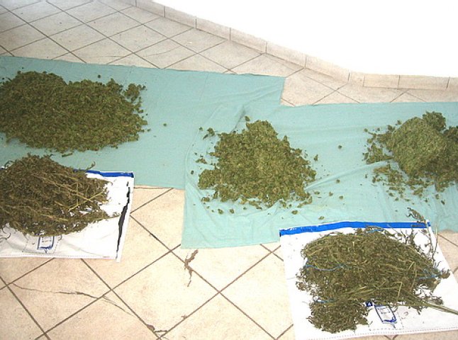 На Свалявщині міліціонери виявили кілька кілограмів марихуани на суму більше 1 мільйона гривень