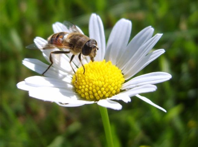 Бджільництво на Мукачівщині