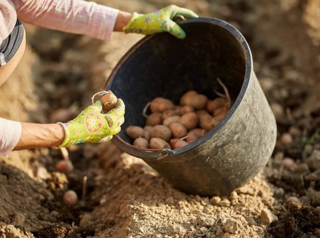 Є кілька сприятливих днів: коли садити картоплю у 2024 році для великого урожаю