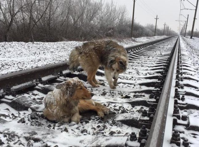 Неймовірно зворушливо: на Ужгородщині пес прикривав собою поранену "подругу" від поїздів