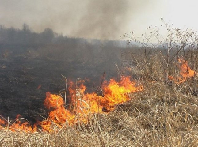 За добу в області вогонь знищив понад 23 гектари рослинності