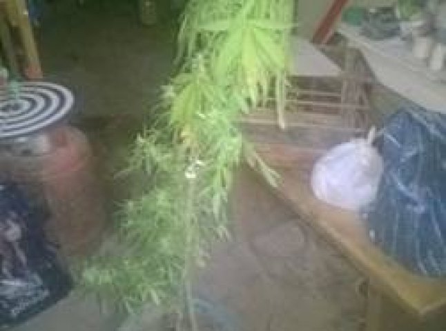 28-річна жителька Тячівщини вирощувала у власному будинку наркотики