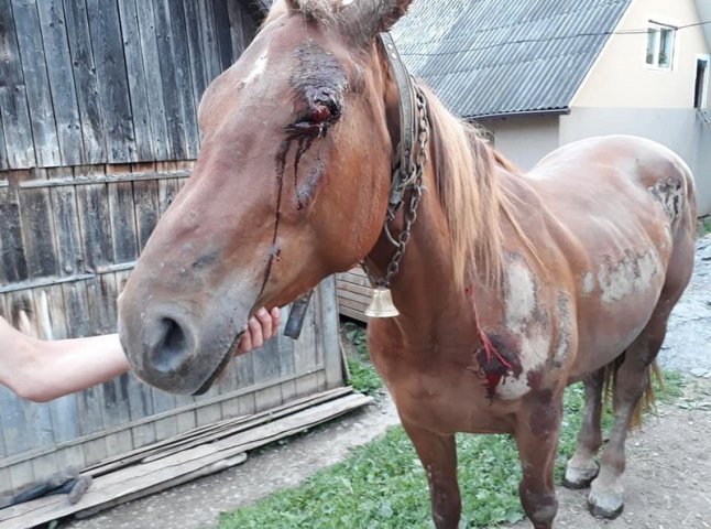 Знущання над конем: у поліції прокоментували шокуючий випадок