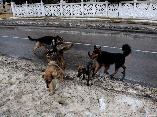 В Ужгороді через сказ запровадили карантин на два місяці