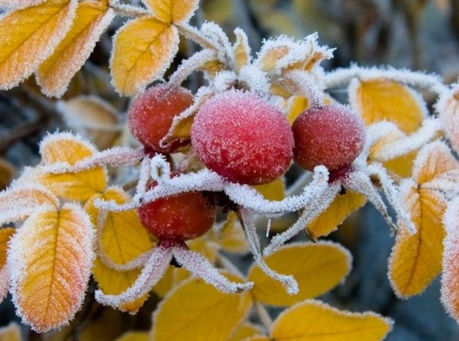 Погода на Закарпатті: коли почне холодати та вдарять нічні морози