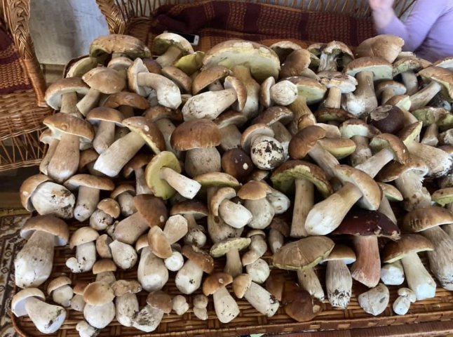 Грибний бум на Закарпатті: де зараз збирають найбільше грибів
