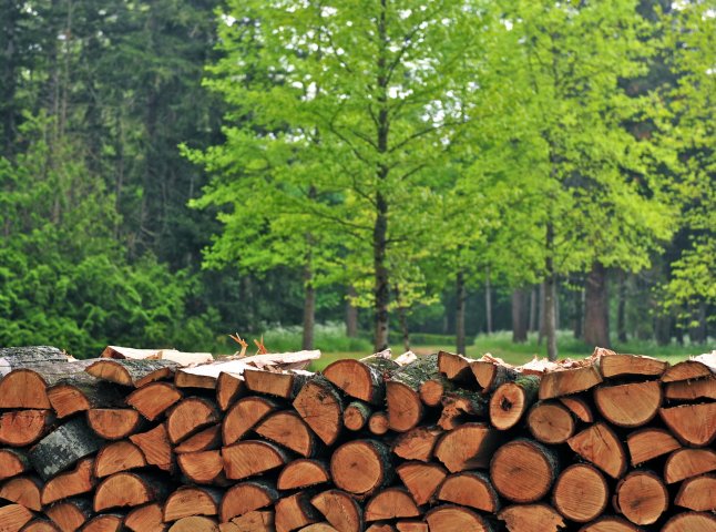Заготівля дров на Закарпатті закінчилась трагедією: "ЗІЛ" перекинувся, лісник загинув