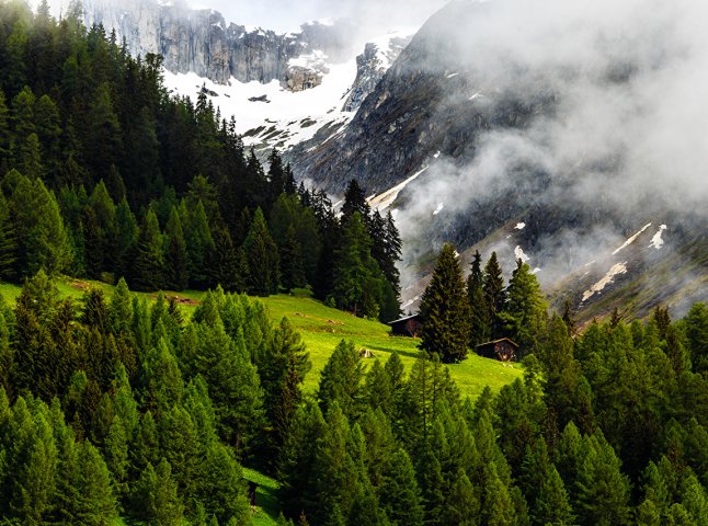 Для Закарпаття це фантастика або Як Швейцарія береже ліс