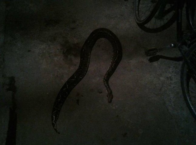 У Хусті на вулиці вбили величезну змію