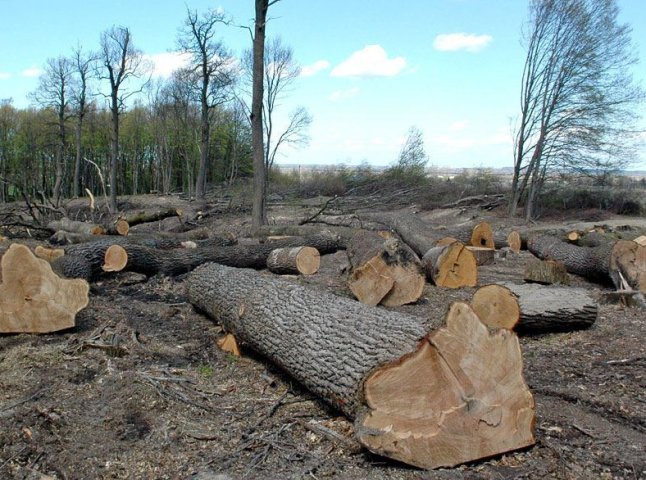 Прокуратура розслідує факт незаконної вирубки понад 370 дерев на Великоберезнянщині
